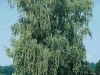 Betula Pendula